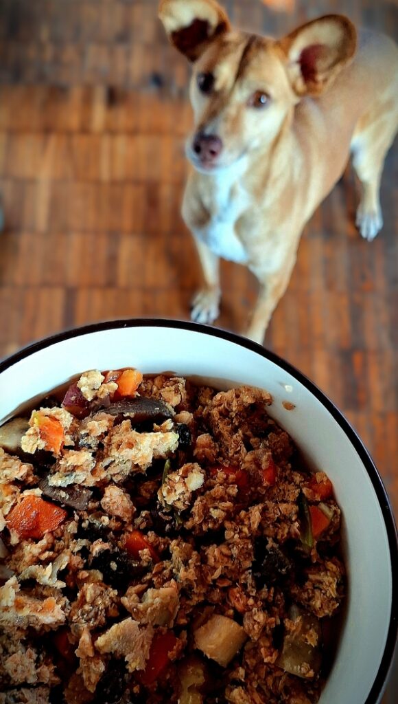 Hond of kat met verse maaltijd
