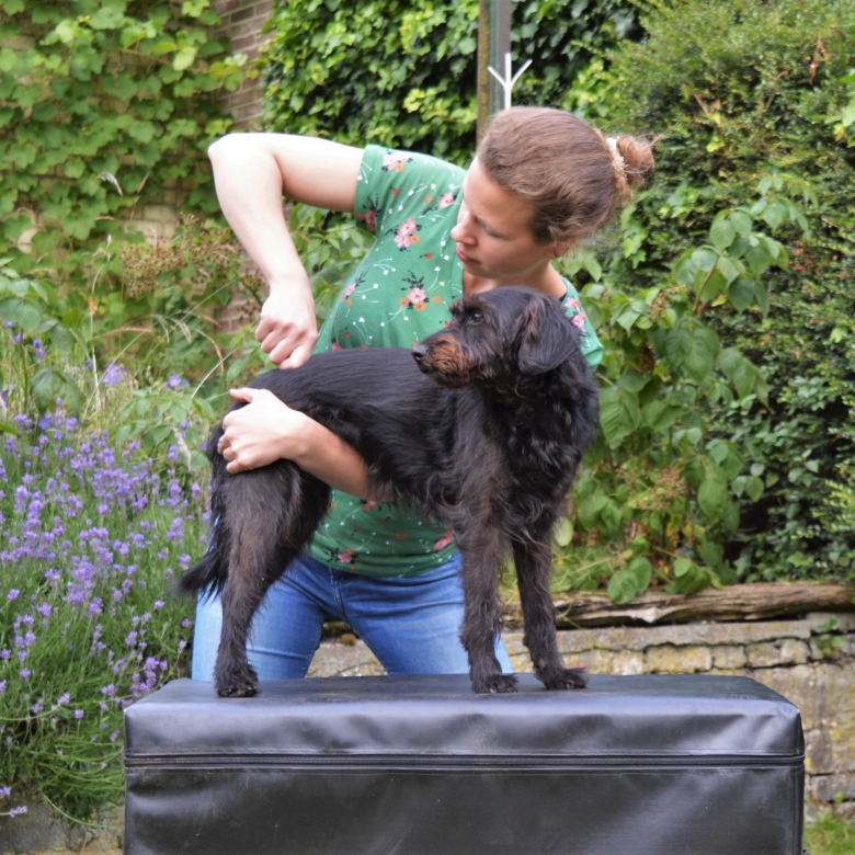 Chiropractie bij een hond